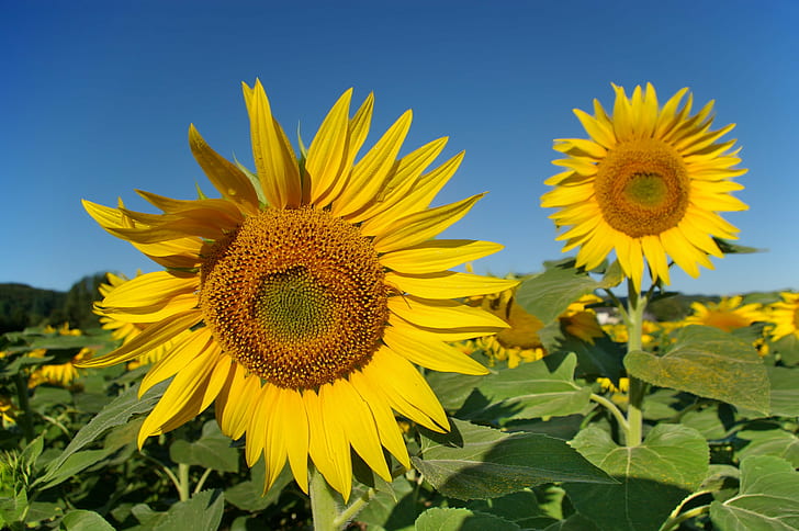 closeup photography of sunflower during daytime, loir-et-cher, loir-et-cher, HD wallpaper
