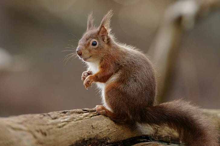 closeup photography brown Squirrel, rodent, animal, nature, mammal, HD wallpaper