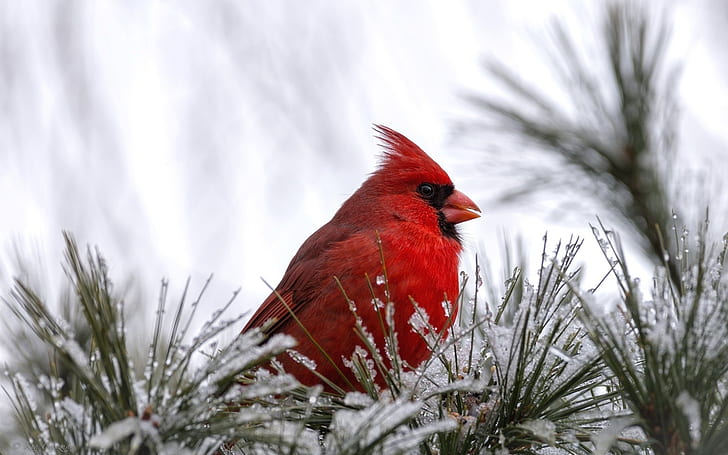 Cardinal Bird, red bird, HD wallpaper