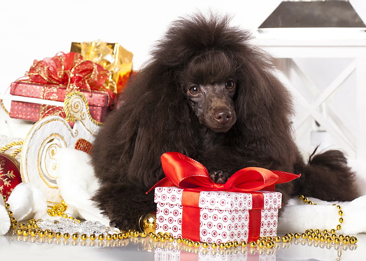 Poodle, dog, gifts, black standard poodle, HD wallpaper