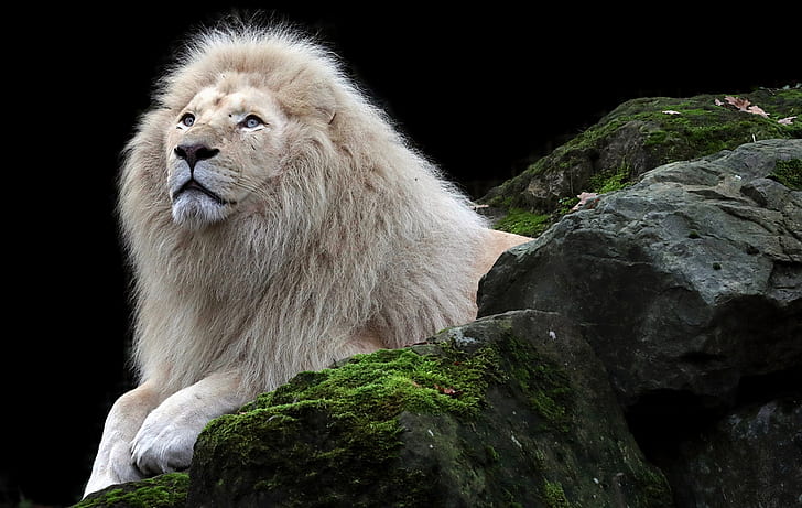 HD wallpaper: Animal, White Lion | Wallpaper Flare