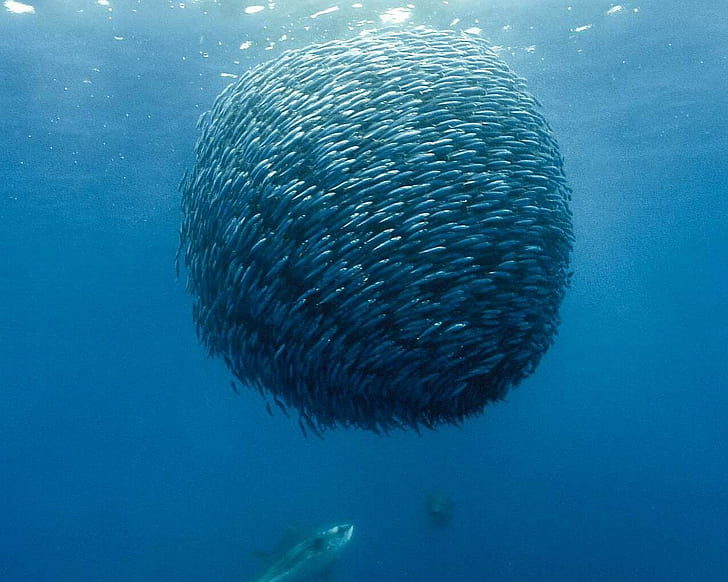 underwater, shoal of fish, sea, HD wallpaper
