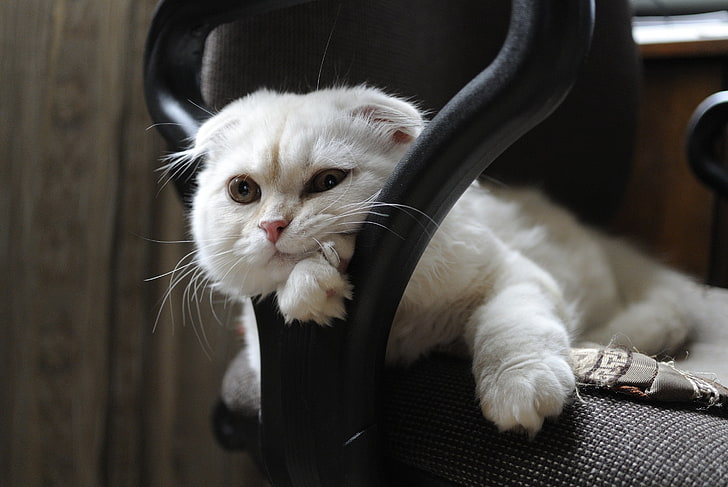 long-coated white cat, look, muzzle, Scottish fold, Scottish fold cat