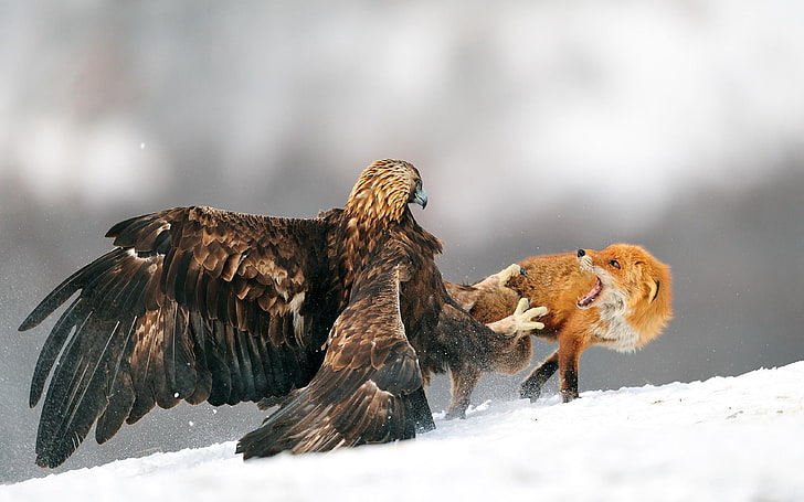 brown fox, nature, eagle, snow, fighting, golden eagles, cold temperature
