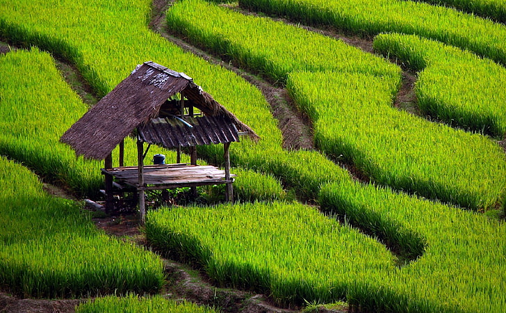 Rice Field Landscape, brown nipa hut, Nature, Green, green color