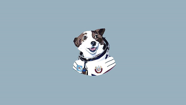HD wallpaper: dog, minimalism, canine, mammal, studio shot, domestic,  domestic animals | Wallpaper Flare