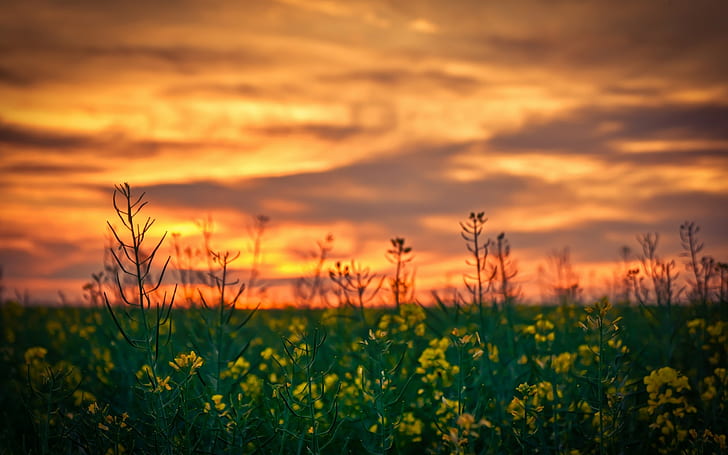 depth of field, yellow flowers, sunset, nature, Rapeseed