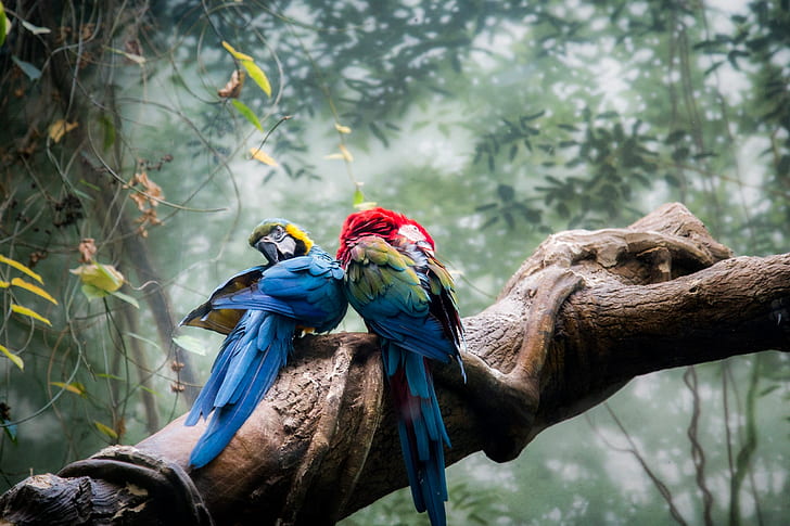 parrot, colorful, birds, hd, 4k, HD wallpaper
