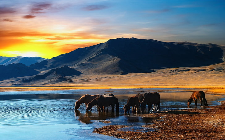 group of horse, tabun, mountains, sunset, beach, water, drink