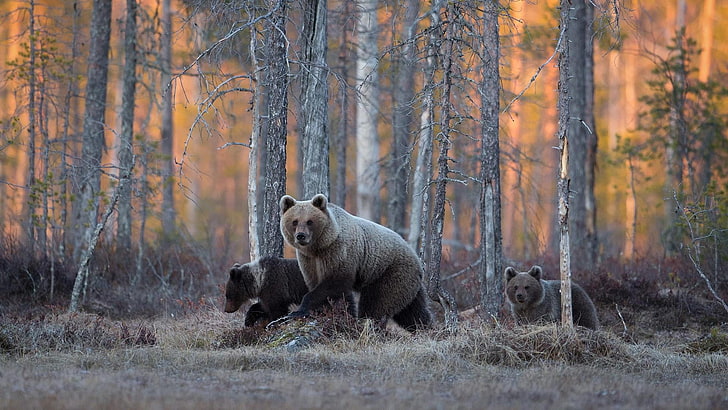 wilderness, wildlife, woodland, bear, pine forest, grizzly bear, HD wallpaper