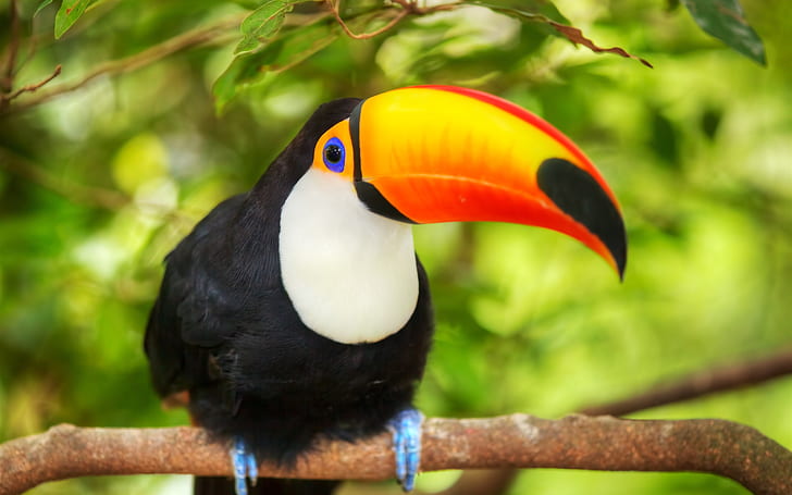 Bird close-up, toucan, branches