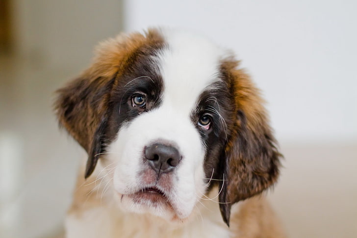 Saint Bernard puppy, st bernard, face, eyes, dog, pets, animal, HD wallpaper