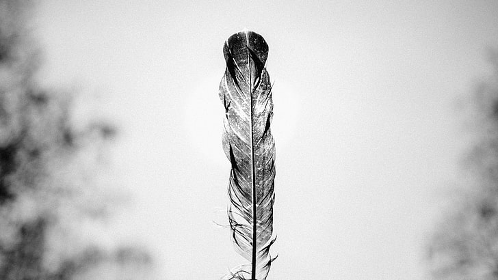 feathers, monochrome, minimalism, nature, sky, plant, day, no people, HD wallpaper