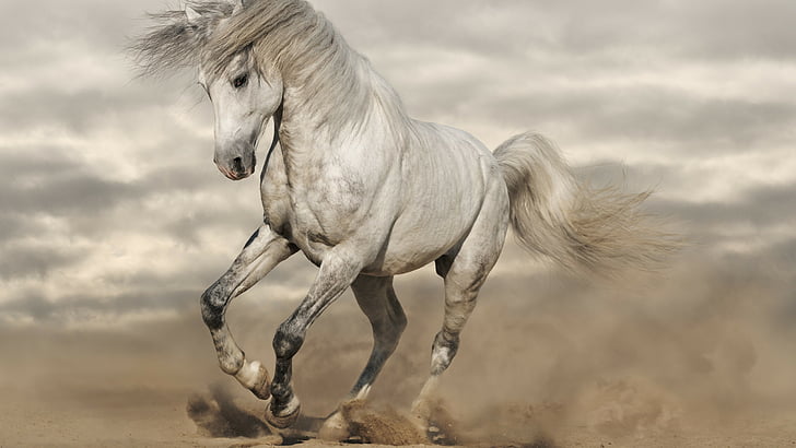 HD wallpaper: white horse running, 8k | Wallpaper Flare
