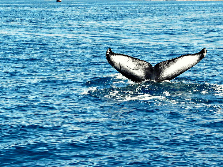 black wale tail on body of water during daytime, humpback, whale, humpback, whale, HD wallpaper