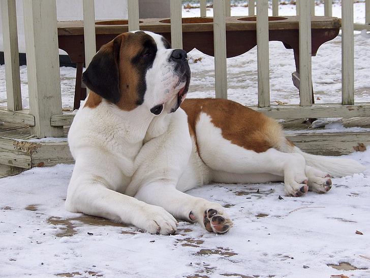 adult white and red Saint Bernard, st bernard, dog, snow, large