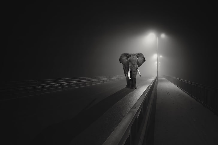 Dark elephant 1080P, 2K, 4K, 5K HD wallpapers free download | Wallpaper  Flare