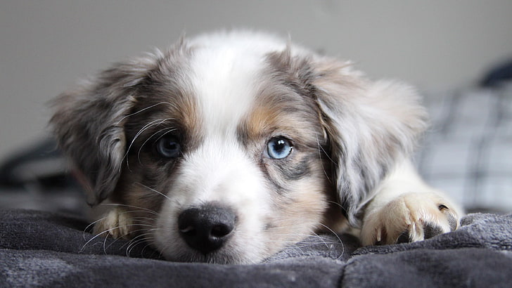 dog, border collie, nose, cute, blue eyes, puppy, snout, whiskers