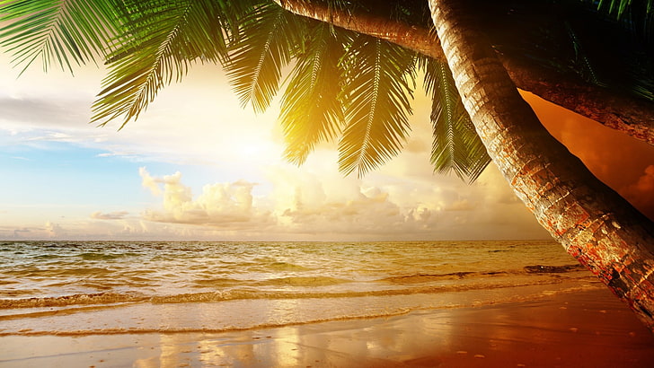 green palm tree, landscape, beach, overexposed, tropical, sea, HD wallpaper