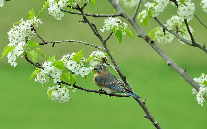 Bird on branche, tree, blossom, spring, branches, HD wallpaper