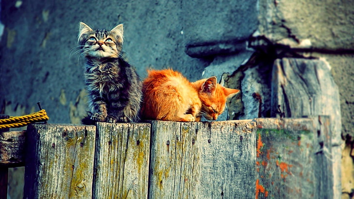 orange and brown tabby cats, kittens, wood, animals, animal themes, HD wallpaper