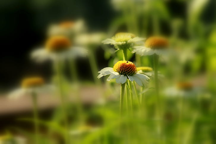 white coneflower in selective focus photography, Fading, beauty