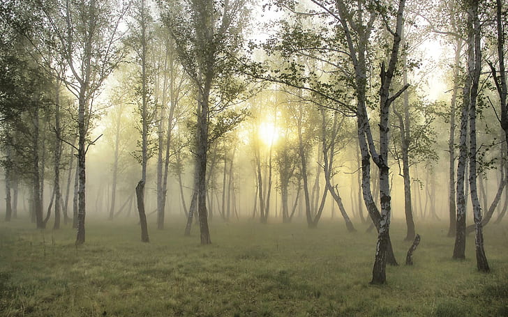 Misty Morning In The Forest, trees, forests, sunrise, nature and landscapes, HD wallpaper