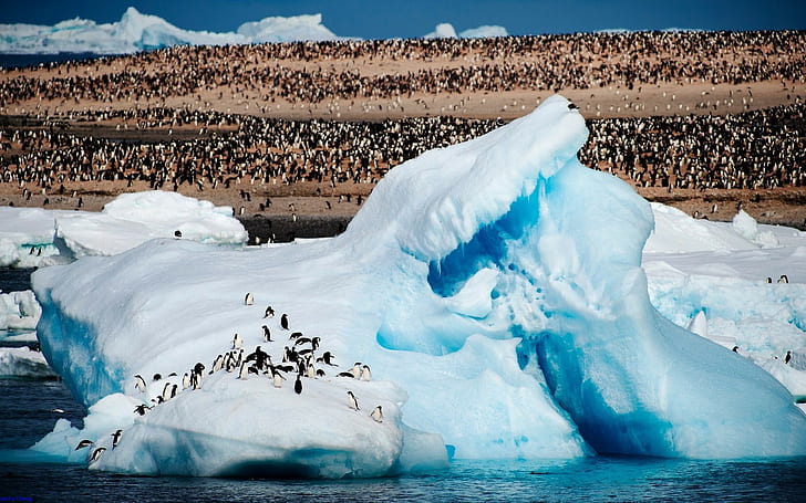 JenFu Cheng, Arctic, penguins, animals, 500px, nature, sea, HD wallpaper