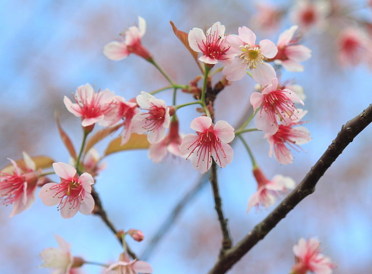 Wild Himalayan Cherry, pink and white cherry blossom, Nature
