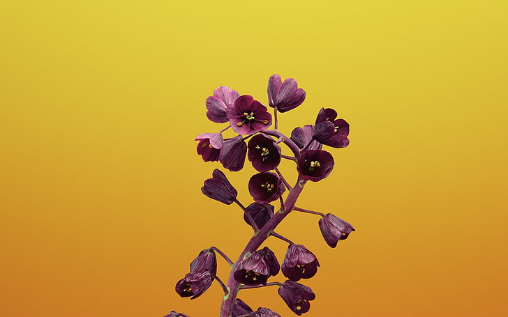 Fritillaria-Apple iOS 11 iPhone 8 iPhone X HD Wall.., flower, HD wallpaper
