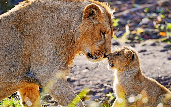 Animal photography, mother lion and cub, HD wallpaper