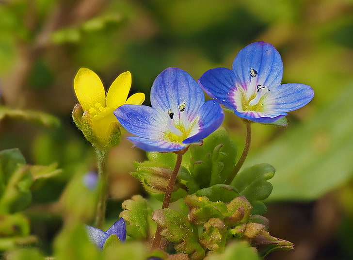 yellow, green, blue, nature, plants, blue flowers, yellow flowers