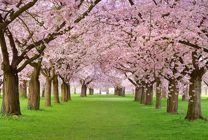 pink leaf trees, beauty, spring, petals, alley, flowering, Spring blossom