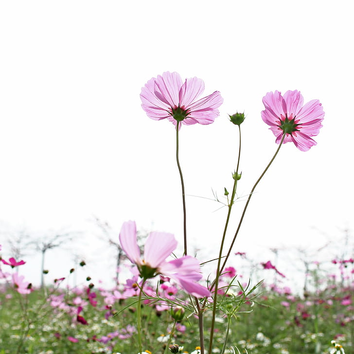pink petaled flower field, Couple, cosmos, coreopsis, green, outdoor
