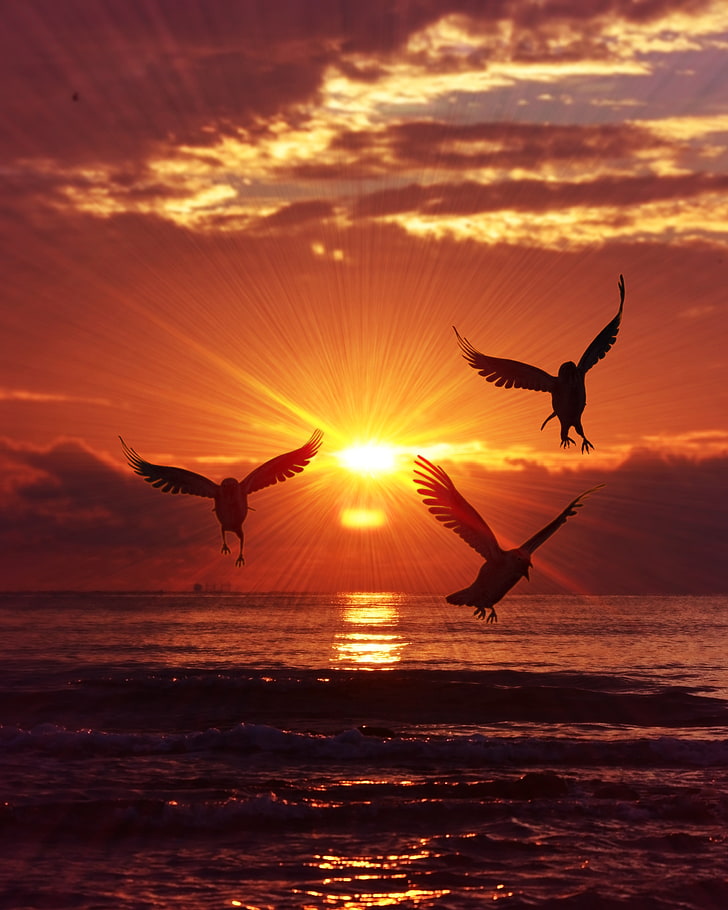 three gulls, birds, silhouettes, sunrise, sea, sunset, flying