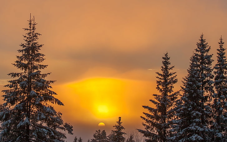 winter, the sky, the sun, snow, trees, sunset, nature, background