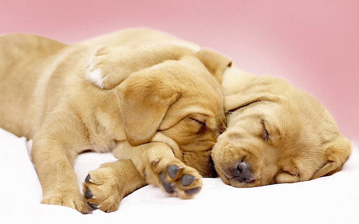 Canine Cuddles, animals and birds, HD wallpaper