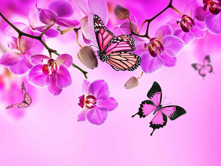 1082x1922px | free download | HD wallpaper: butterflies, color, flowers,  orchid, Pink, beauty in nature | Wallpaper Flare
