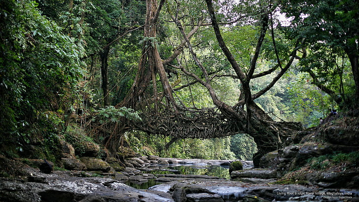 Living Root Bridge, Riwai Village, Meghalaya, India, Asia