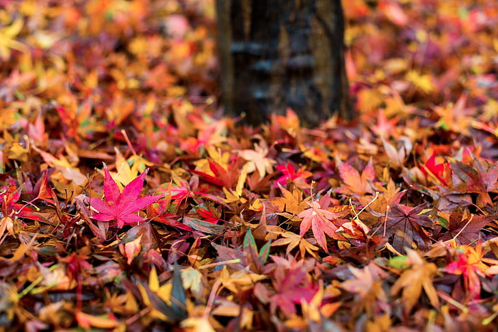 nature, photography, Chrome Cast, leaves, autumn, plant part, HD wallpaper