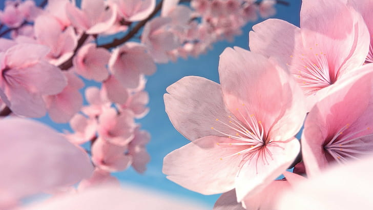 cherry blossom, Yoshino Cherry, pink flowers, blue, plants