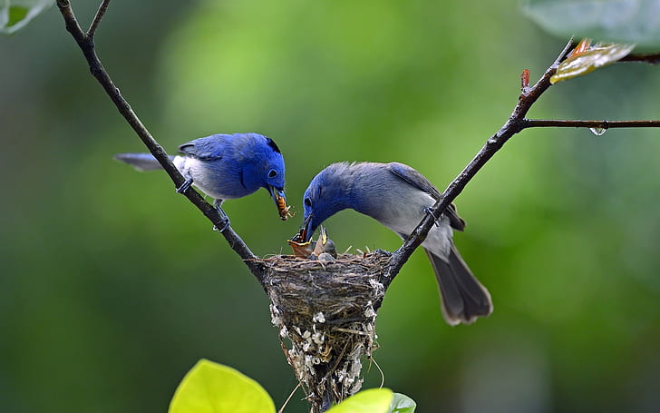 Blue feathers birds, father and mother feeding little birds, HD wallpaper