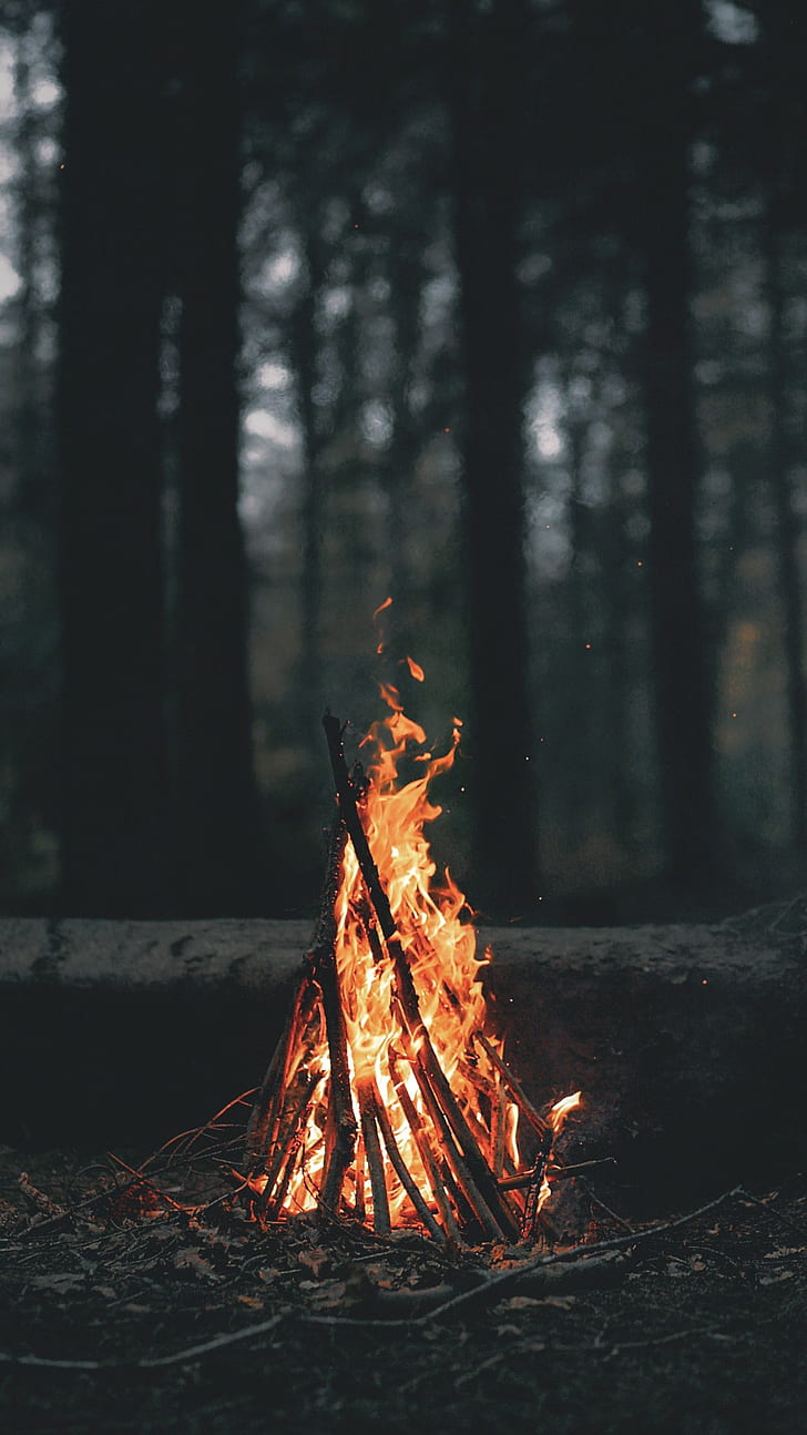 branch, Burning, Campfire, Dark, Depth Of Field, forest, landscape, HD wallpaper