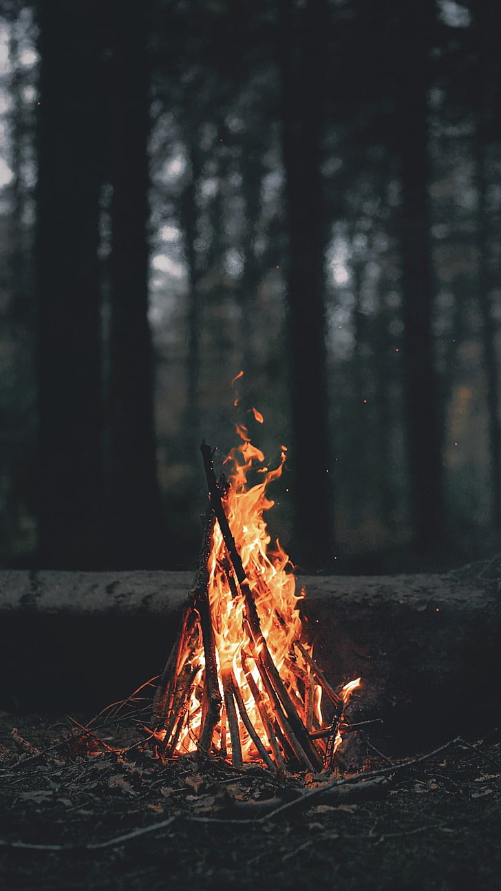 wood bonfire, bun fire at the forest, nature, landscape, portrait display