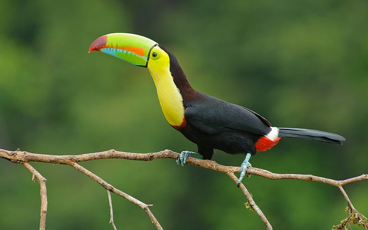Toucan beak colors, black and yellow toucan, eye, branch