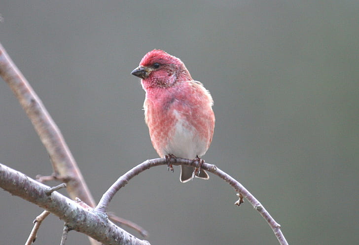 animal photography of red bird perching on twig, purple finch, purple finch