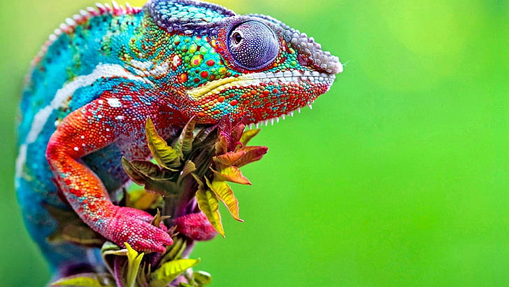 colorful, chameleon, wildlife, wild animal, change, skin, HD wallpaper