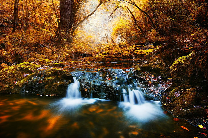 forest, river, creeks, fall, wilderness, landscape, HD wallpaper