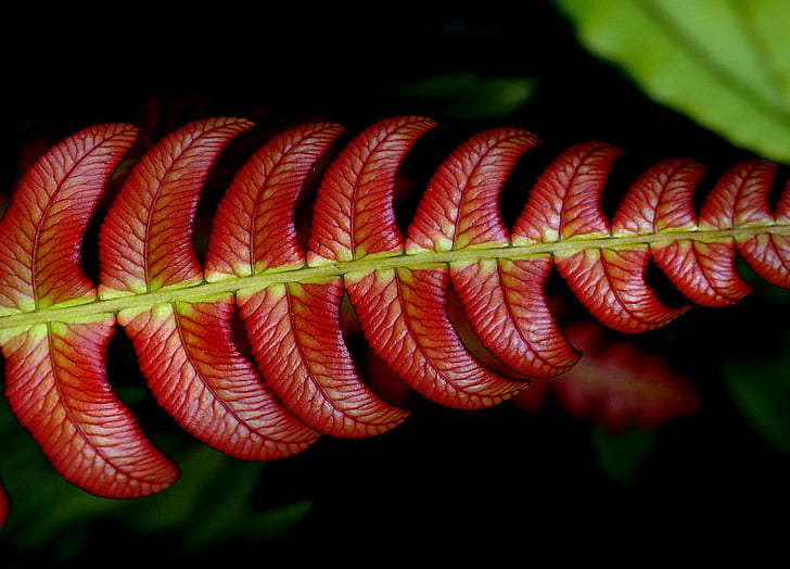 selective focus photography of red leaf, blechnum, fern, blechnum, fern