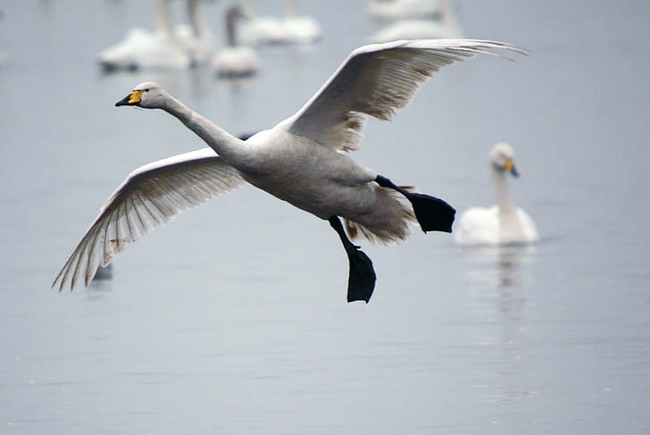closeup photo of gray and black bird flying above body of water near white goose during daytime, whooper swan, martin mere, whooper swan, martin mere, HD wallpaper